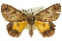  ( - 11ANIC-04342)  @14 [ ] CreativeCommons - Attribution (2011) ANIC/CBG Photography Group Centre for Biodiversity Genomics