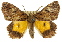  ( - 11ANIC-04344)  @14 [ ] CreativeCommons - Attribution (2011) ANIC/CBG Photography Group Centre for Biodiversity Genomics
