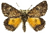 ( - 11ANIC-04345)  @15 [ ] CreativeCommons - Attribution (2011) ANIC/CBG Photography Group Centre for Biodiversity Genomics