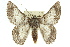  ( - 11ANIC-04401)  @15 [ ] CreativeCommons - Attribution (2011) ANIC/CBG Photography Group Centre for Biodiversity Genomics