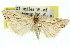  ( - 11ANIC-04467)  @13 [ ] CreativeCommons - Attribution (2011) ANIC/CBG Photography Group Centre for Biodiversity Genomics