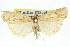  ( - 11ANIC-04468)  @13 [ ] CreativeCommons - Attribution (2011) ANIC/CBG Photography Group Centre for Biodiversity Genomics