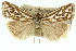  ( - 11ANIC-04475)  @11 [ ] CreativeCommons - Attribution (2011) ANIC/CBG Photography Group Centre for Biodiversity Genomics