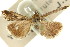  ( - 11ANIC-04480)  @11 [ ] CreativeCommons - Attribution (2011) ANIC/CBG Photography Group Centre for Biodiversity Genomics
