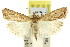  ( - 11ANIC-04481)  @13 [ ] CreativeCommons - Attribution (2011) ANIC/CBG Photography Group Centre for Biodiversity Genomics