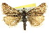  ( - 11ANIC-04518)  @14 [ ] CreativeCommons - Attribution (2011) ANIC/CBG Photography Group Centre for Biodiversity Genomics
