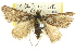  ( - 11ANIC-04519)  @13 [ ] CreativeCommons - Attribution (2011) ANIC/CBG Photography Group Centre for Biodiversity Genomics
