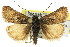  ( - 11ANIC-04520)  @14 [ ] CreativeCommons - Attribution (2011) ANIC/CBG Photography Group Centre for Biodiversity Genomics