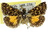  ( - 11ANIC-04521)  @13 [ ] CreativeCommons - Attribution (2011) ANIC/CBG Photography Group Centre for Biodiversity Genomics