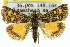  (Tauroscopa callixutha - 11ANIC-04523)  @14 [ ] CreativeCommons - Attribution (2011) ANIC/CBG Photography Group Centre for Biodiversity Genomics