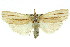  (Ubida amochla - 11ANIC-04548)  @14 [ ] CreativeCommons - Attribution (2011) ANIC/CBG Photography Group Centre for Biodiversity Genomics