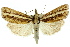  (Ubida sp. ANIC1 - 11ANIC-04549)  @14 [ ] CreativeCommons - Attribution (2011) ANIC/CBG Photography Group Centre for Biodiversity Genomics