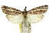  (Ubida ramostriellus PS1 - 11ANIC-04550)  @14 [ ] CreativeCommons - Attribution (2011) ANIC/CBG Photography Group Centre for Biodiversity Genomics