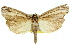  (Ubida sp. ANIC2 - 11ANIC-04552)  @11 [ ] CreativeCommons - Attribution (2011) ANIC/CBG Photography Group Centre for Biodiversity Genomics