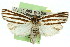  (Ubida sp. ANIC3 - 11ANIC-04553)  @13 [ ] CreativeCommons - Attribution (2011) ANIC/CBG Photography Group Centre for Biodiversity Genomics