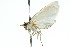  ( - 11ANIC-04557)  @11 [ ] CreativeCommons - Attribution (2011) ANIC/CBG Photography Group Centre for Biodiversity Genomics