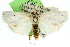  (Ubida sp. ANIC4 - 11ANIC-04559)  @14 [ ] CreativeCommons - Attribution (2011) ANIC/CBG Photography Group Centre for Biodiversity Genomics