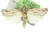  (Ubida sp. ANIC5 - 11ANIC-04560)  @14 [ ] CreativeCommons - Attribution (2011) ANIC/CBG Photography Group Centre for Biodiversity Genomics