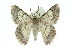  ( - 11ANIC-04567)  @13 [ ] CreativeCommons - Attribution (2011) ANIC/CBG Photography Group Centre for Biodiversity Genomics