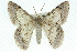  ( - 11ANIC-04568)  @13 [ ] CreativeCommons - Attribution (2011) ANIC/CBG Photography Group Centre for Biodiversity Genomics