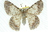  ( - 11ANIC-04569)  @14 [ ] CreativeCommons - Attribution (2011) ANIC/CBG Photography Group Centre for Biodiversity Genomics
