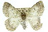  ( - 11ANIC-04581)  @13 [ ] CreativeCommons - Attribution (2011) ANIC/CBG Photography Group Centre for Biodiversity Genomics