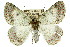  ( - 11ANIC-04583)  @14 [ ] CreativeCommons - Attribution (2011) ANIC/CBG Photography Group Centre for Biodiversity Genomics