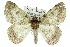  ( - 11ANIC-04584)  @14 [ ] CreativeCommons - Attribution (2011) ANIC/CBG Photography Group Centre for Biodiversity Genomics