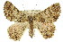  (Aeolochroma sp. ANIC2 - 11ANIC-04615)  @14 [ ] CreativeCommons - Attribution (2011) ANIC/CBG Photography Group Centre for Biodiversity Genomics