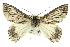  ( - 11ANIC-04780)  @14 [ ] CreativeCommons - Attribution (2011) ANIC/CBG Photography Group Centre for Biodiversity Genomics