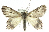  ( - 11ANIC-04783)  @15 [ ] CreativeCommons - Attribution (2011) ANIC/CBG Photography Group Centre for Biodiversity Genomics