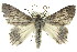  ( - 11ANIC-04785)  @15 [ ] CreativeCommons - Attribution (2011) ANIC/CBG Photography Group Centre for Biodiversity Genomics