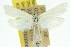  ( - 11ANIC-04886)  @11 [ ] CreativeCommons - Attribution (2011) ANIC/CBG Photography Group Centre for Biodiversity Genomics
