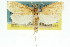  ( - 11ANIC-04889)  @11 [ ] CreativeCommons - Attribution (2011) ANIC/CBG Photography Group Centre for Biodiversity Genomics