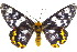  ( - 11ANIC-04941)  @15 [ ] CreativeCommons - Attribution (2011) ANIC/CBG Photography Group Centre for Biodiversity Genomics
