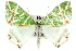  ( - 11ANIC-04959)  @11 [ ] CreativeCommons - Attribution (2011) ANIC/CBG Photography Group Centre for Biodiversity Genomics