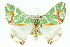  ( - 11ANIC-04962)  @11 [ ] CreativeCommons - Attribution (2011) ANIC/CBG Photography Group Centre for Biodiversity Genomics