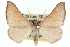  (Xenochlaena - 11ANIC-04970)  @15 [ ] CreativeCommons - Attribution (2011) ANIC/CBG Photography Group Centre for Biodiversity Genomics