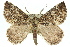  ( - 11ANIC-04977)  @14 [ ] CreativeCommons - Attribution (2011) ANIC/CBG Photography Group Centre for Biodiversity Genomics