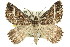  ( - 11ANIC-04980)  @14 [ ] CreativeCommons - Attribution (2011) ANIC/CBG Photography Group Centre for Biodiversity Genomics