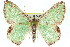  (Eucyclodes buprestaria - 11ANIC-04982)  @15 [ ] CreativeCommons - Attribution (2011) ANIC/CBG Photography Group Centre for Biodiversity Genomics