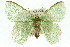  ( - 11ANIC-05013)  @14 [ ] CreativeCommons - Attribution (2011) ANIC/CBG Photography Group Centre for Biodiversity Genomics