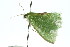  ( - 11ANIC-05015)  @13 [ ] CreativeCommons - Attribution (2011) ANIC/CBG Photography Group Centre for Biodiversity Genomics