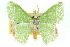  (Uliocnemis biplagrata - 11ANIC-05035)  @11 [ ] CreativeCommons - Attribution (2011) ANIC/CBG Photography Group Centre for Biodiversity Genomics