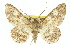  (Cleora costiplaga - 11ANIC-05131)  @14 [ ] CreativeCommons - Attribution (2011) ANIC/CBG Photography Group Centre for Biodiversity Genomics