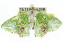  ( - 11ANIC-05137)  @13 [ ] CreativeCommons - Attribution (2011) ANIC/CBG Photography Group Centre for Biodiversity Genomics
