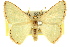  ( - 11ANIC-05159)  @11 [ ] CreativeCommons - Attribution (2011) ANIC/CBG Photography Group Centre for Biodiversity Genomics