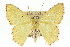  (Metallochlora lineata - 11ANIC-05173)  @15 [ ] CreativeCommons - Attribution (2011) ANIC/CBG Photography Group Centre for Biodiversity Genomics