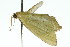  ( - 11ANIC-05181)  @12 [ ] CreativeCommons - Attribution (2011) ANIC/CBG Photography Group Centre for Biodiversity Genomics