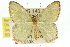  ( - 11ANIC-05188)  @13 [ ] CreativeCommons - Attribution (2011) ANIC/CBG Photography Group Centre for Biodiversity Genomics